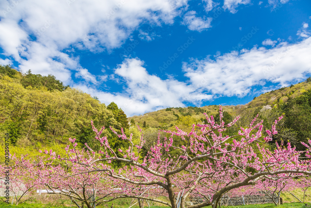 満開の桃の花と山並み