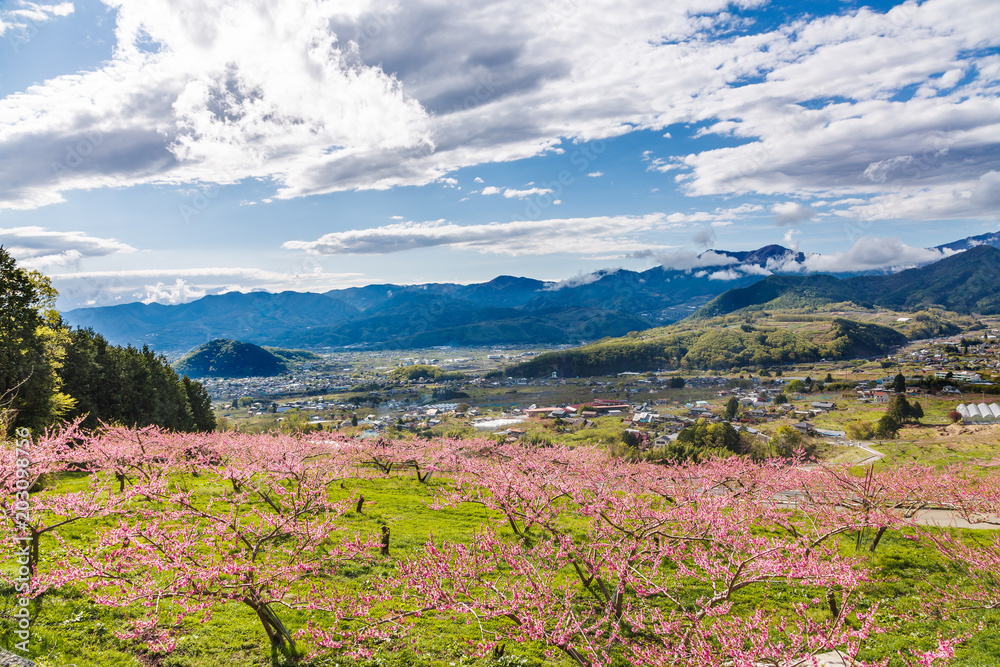 満開の桃の花と山並み