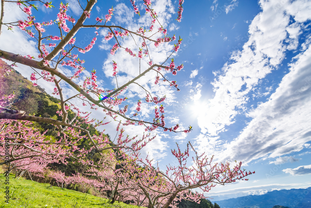 満開の桃の花と山並み