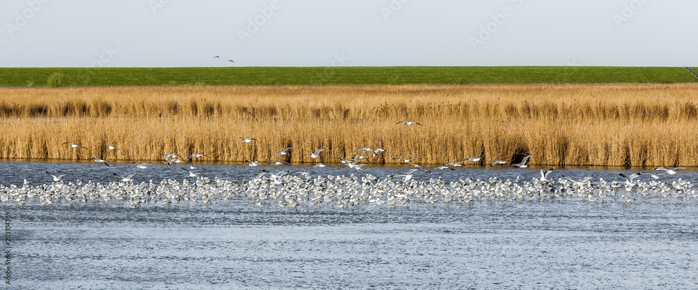 Vögel am Deich