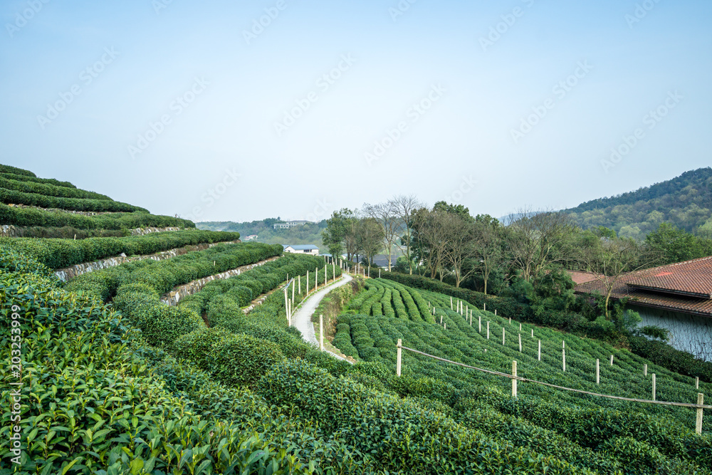 中国杭州龙井茶园