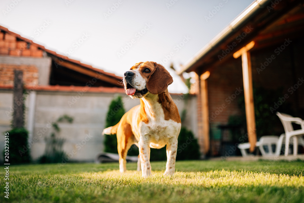 比格犬在户外，在院子里。