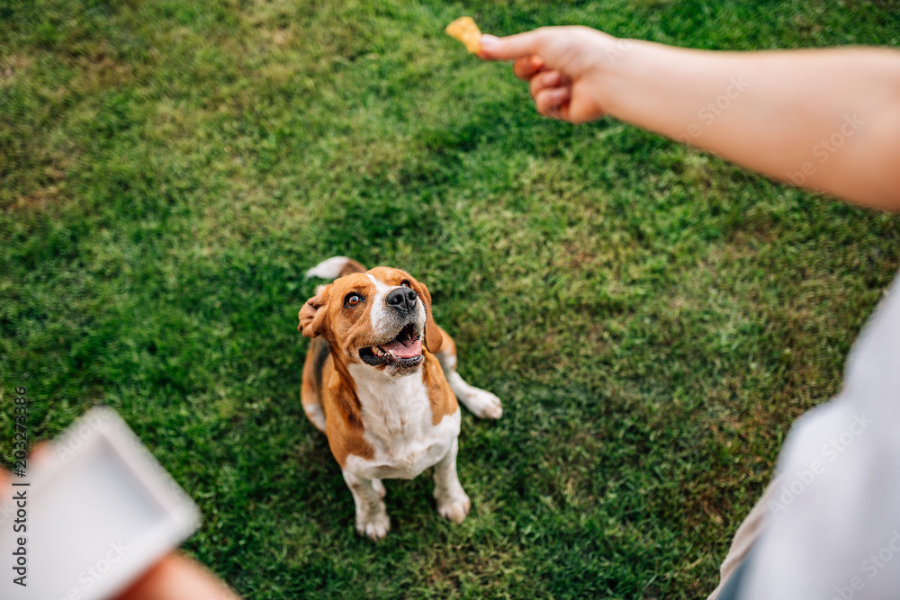 小猎犬在等食物。女人把狗粮给了她的小猎犬。