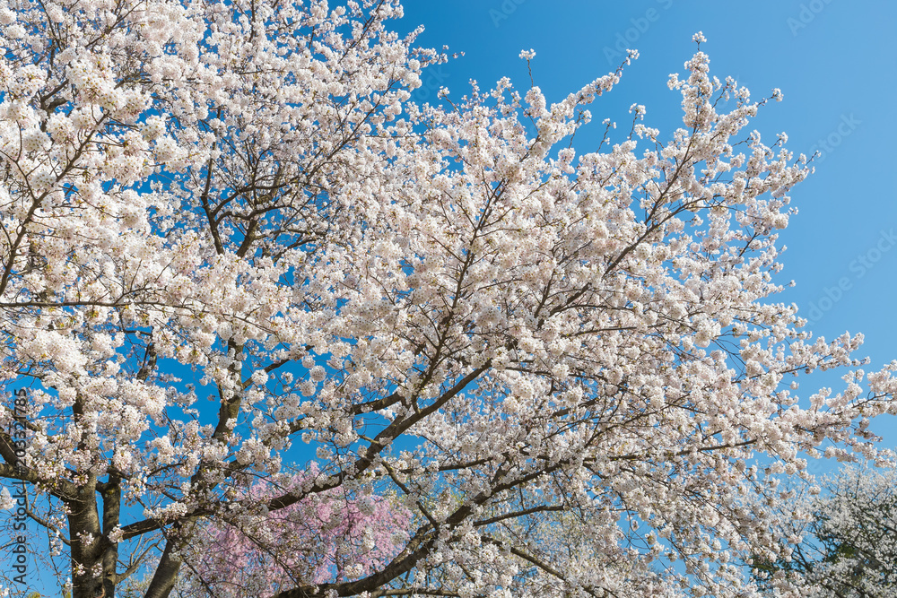 日本樱花在春天绽放