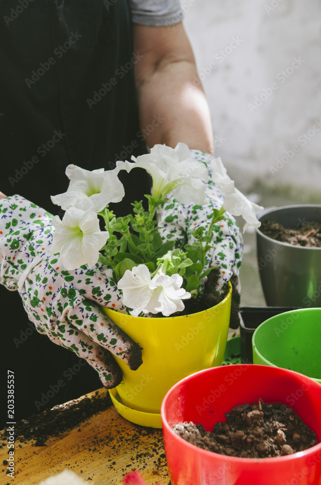 花园里抱着花苗的女人