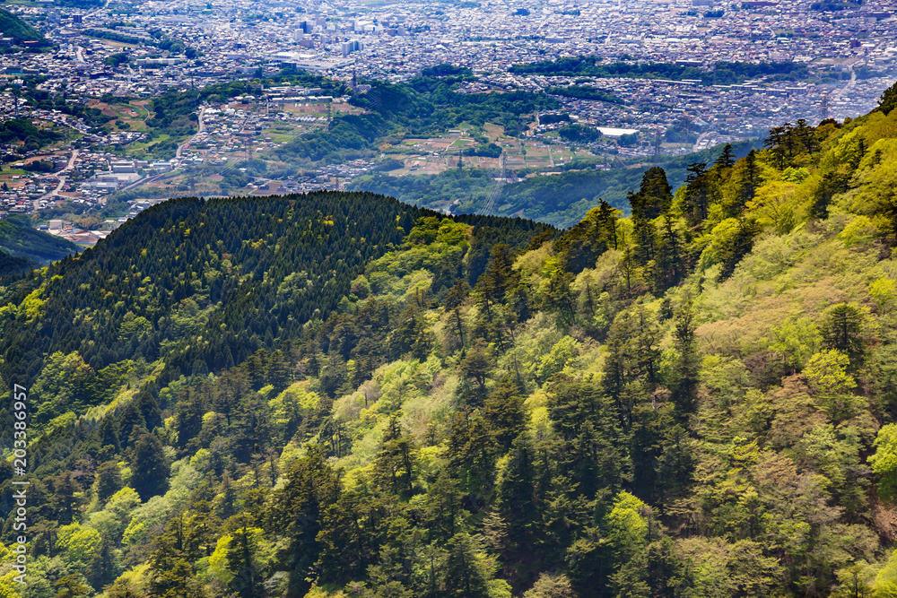 山に生える新緑の木