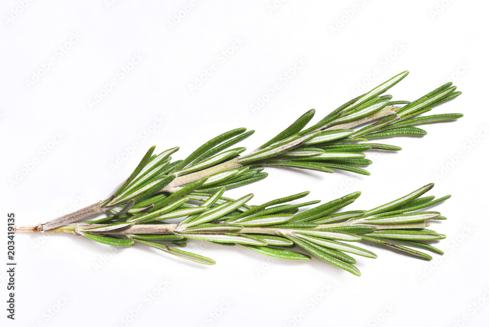 Branch of fragrant and fresh rosemary on white background, close-up