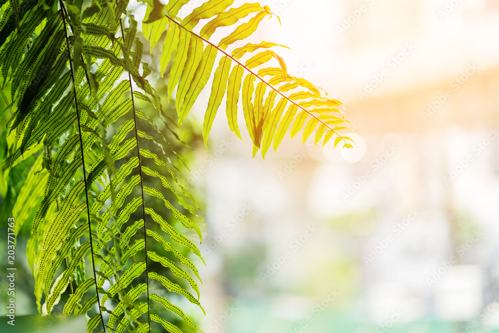 green fresh leaf tree closeup with morning sunlight flare with blur background