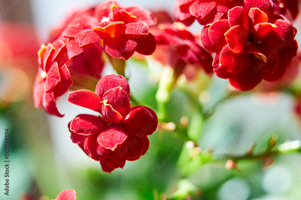 The red flowers blossom.