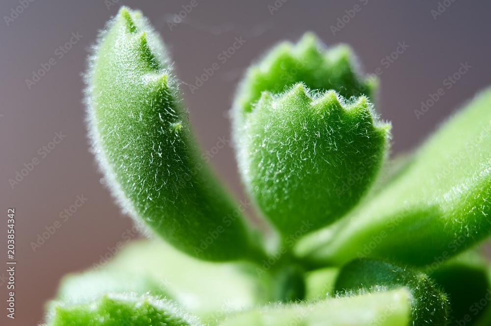 The succulent closeup