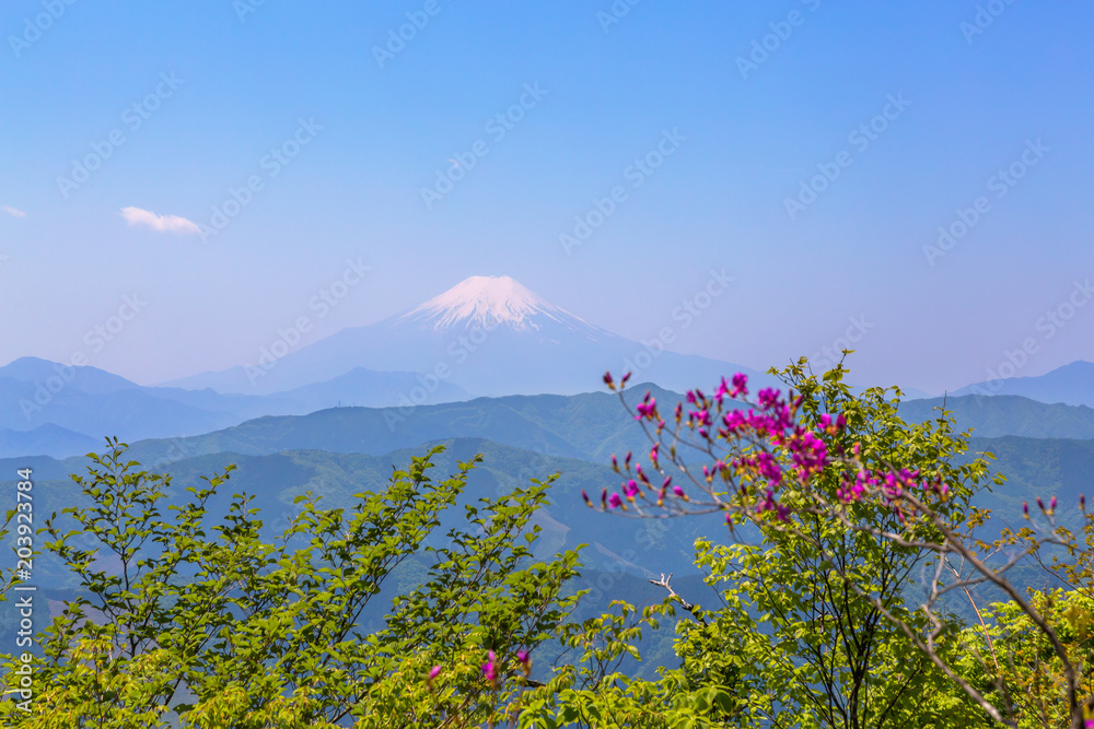 新緑の山と富士山