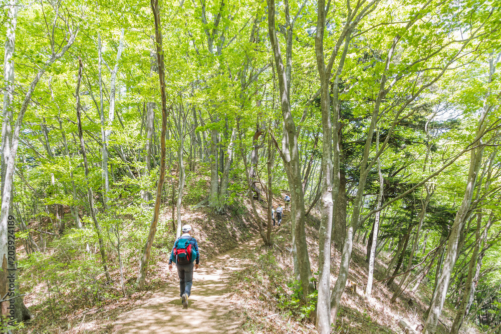 新緑の登山道