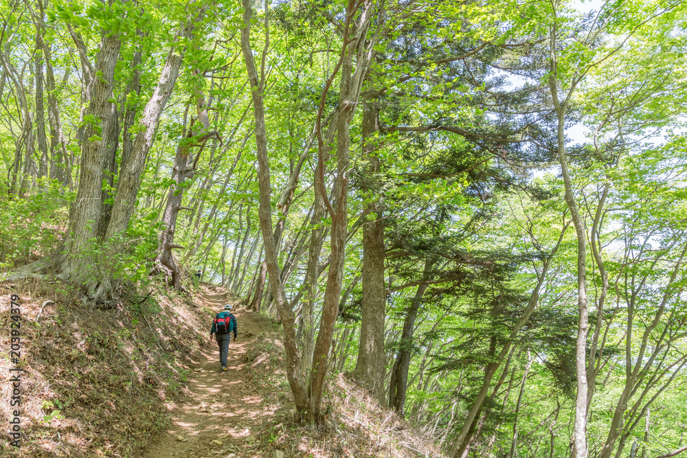 新緑の登山道