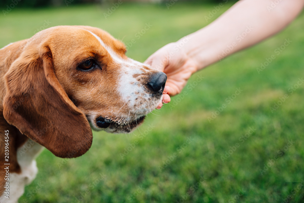 比格犬的特写图片。