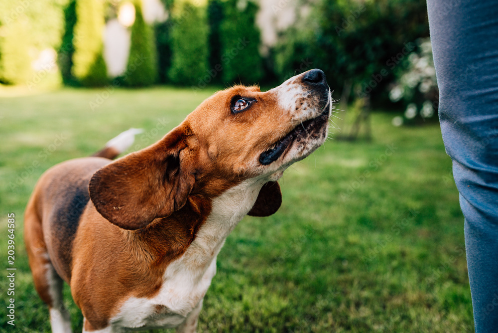 Lovely dog eagerly waiting for a treat