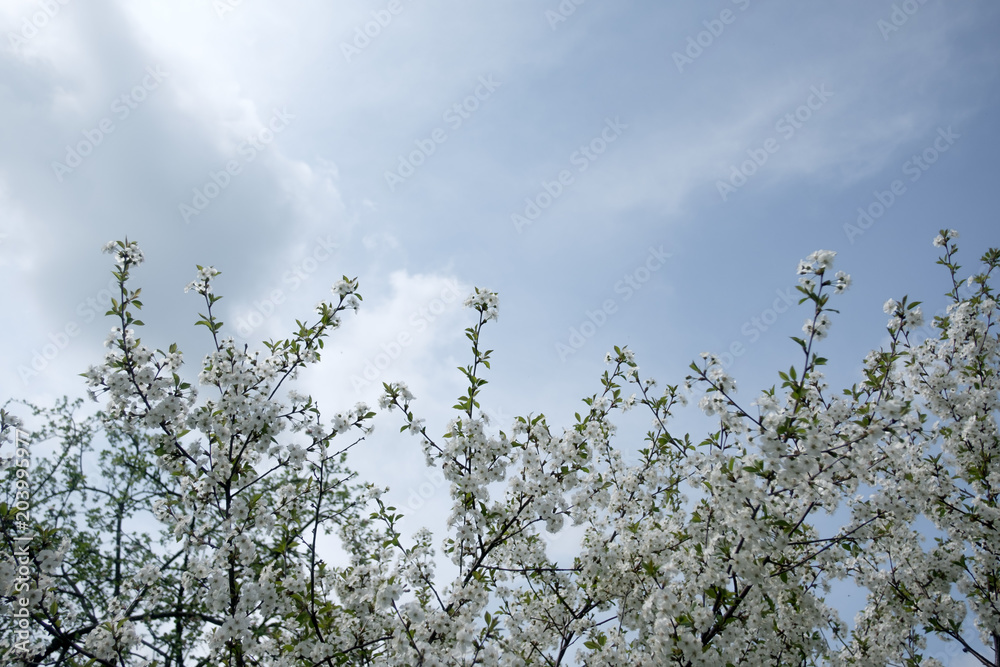 White cherry flowers on spring time. Macro nature photography