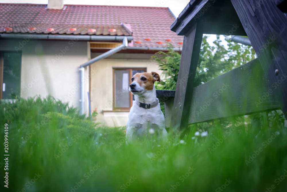 Jack russel terrier on lawn near house. Happy Dog with serious gaze