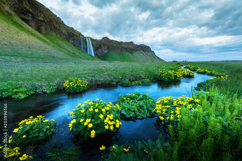 Sunrise on Seljalandfoss waterfall on Seljalandsa river, Iceland, Europe. Yellow flowers around a bl