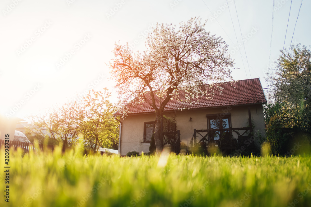 Green lawn near house with red roof in spring time