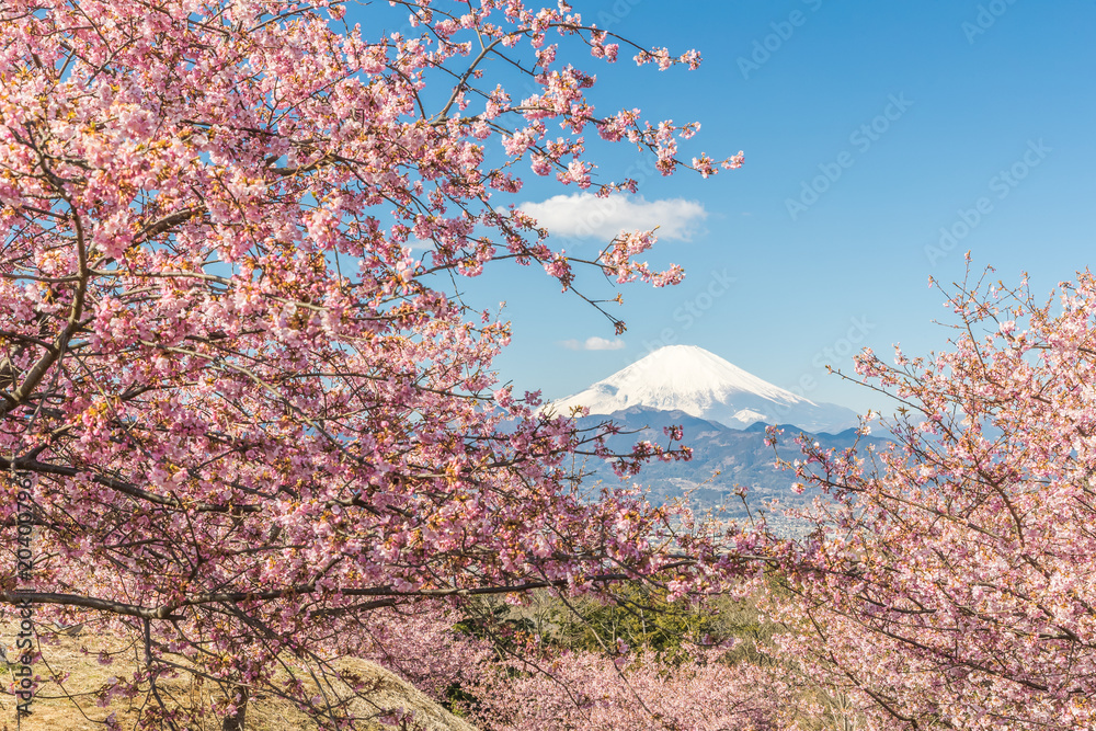 春天的川津坂原和富士山