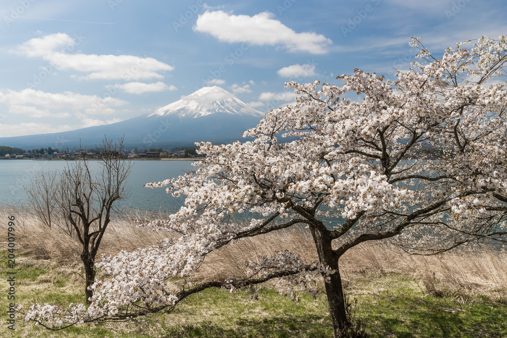 日本春季川口湖樱花和富士山