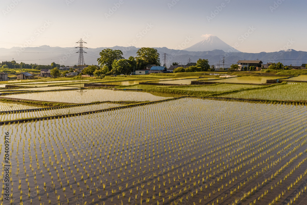 山梨县高富市中野南阿尔卑斯山早晨的日本水稻梯田和富士山