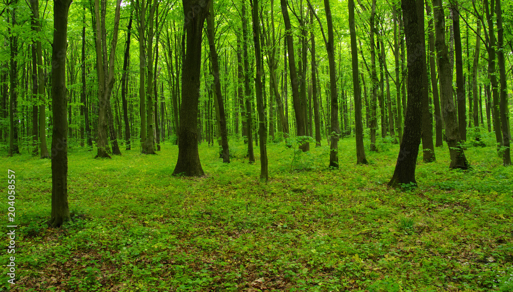 Forest trees in spring