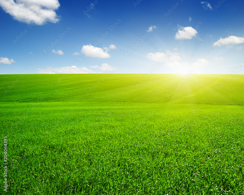 Green field and sun.