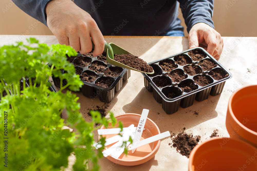 gardening, planting at home. man sowing seeds in germination box