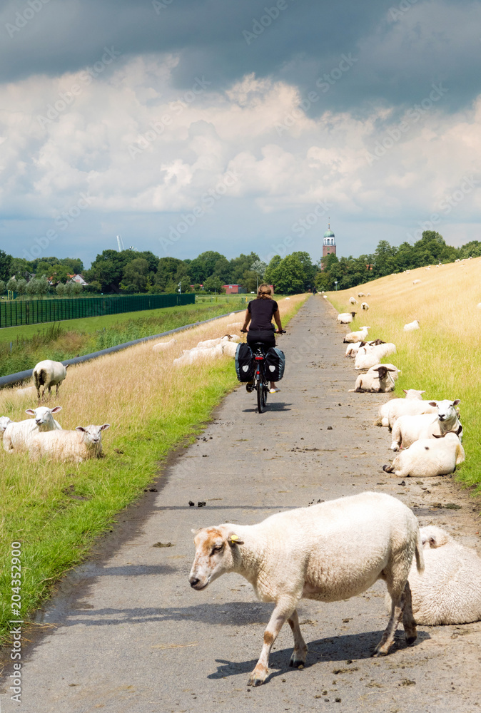 德国奥斯特弗里斯兰的Radeln zwischen Schafen am Deich entlang durch Ostfriesland