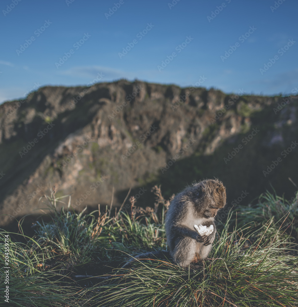 猴子在火山上吃面包