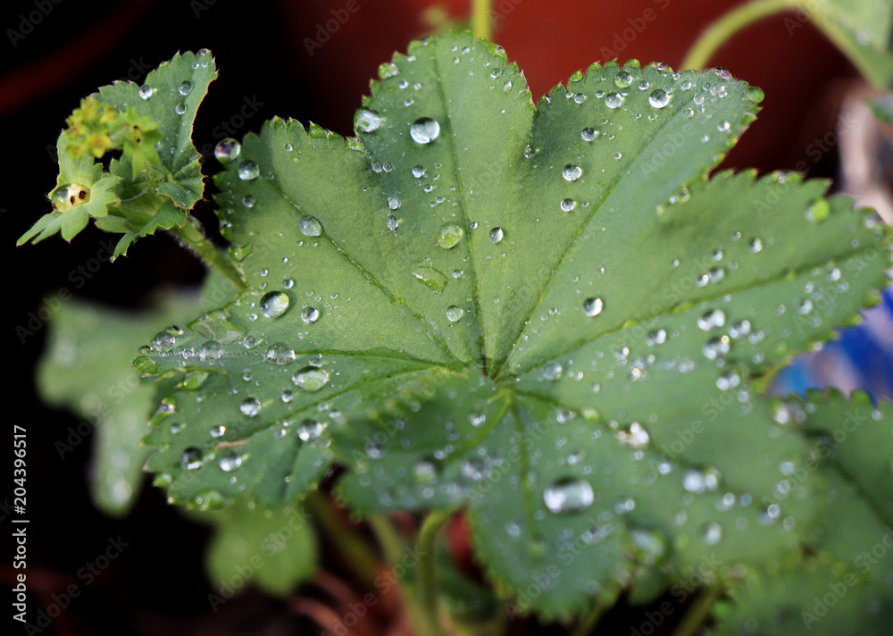 普通Alchemilla vulgaris是一种流行的药用植物，在流行医学中主要用于治疗trea