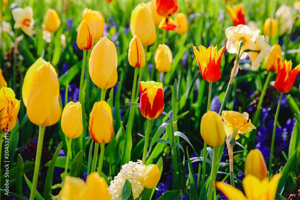 Tulpen in Holland im Frühling