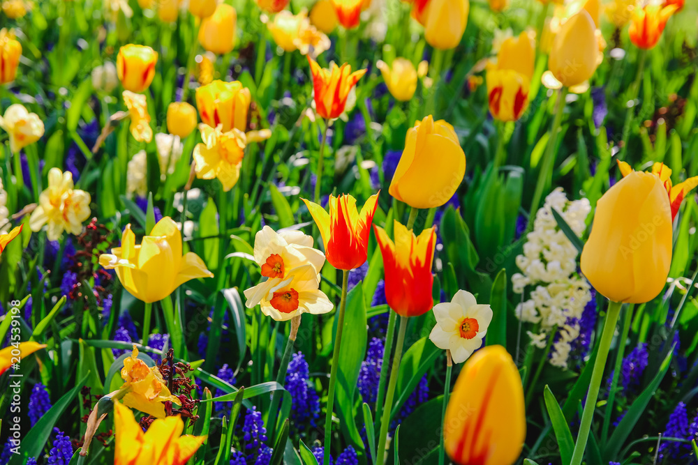 Tulpen in Holland im Frühling