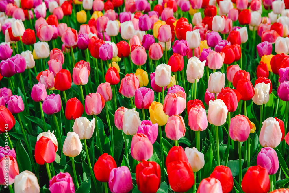 Tulpen in Holland im Frühling