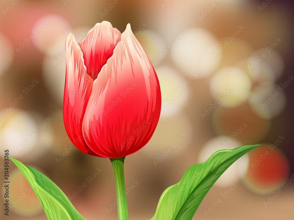 Tulip Flower on Blur Background