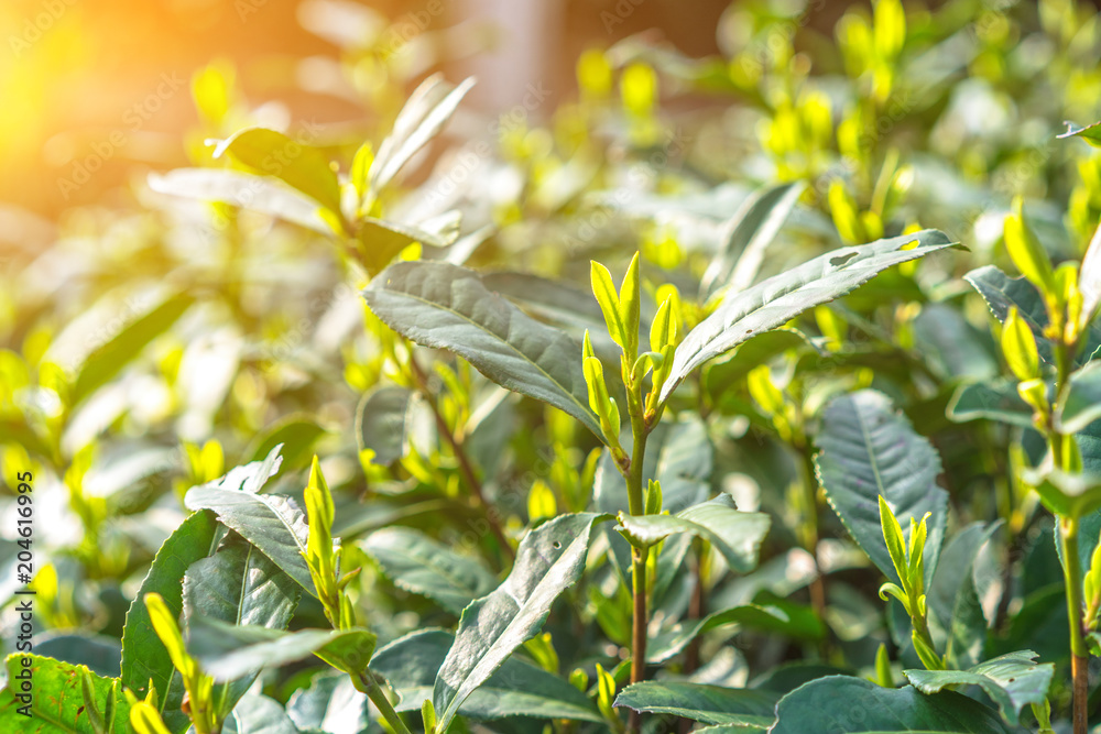 花园中的茶树