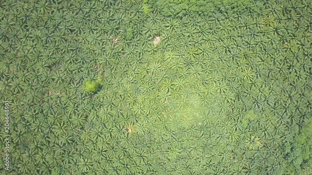 航空：无尽的棕榈树种植遍布风景如画的绿色景观。