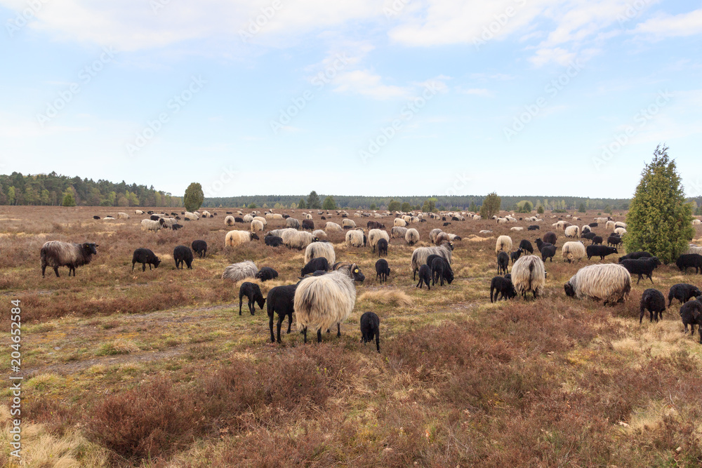 Flock of moorland sheep Heidschnucke with young lambs in Lüneburg Heath near Undeloh and Wilsede, Ge