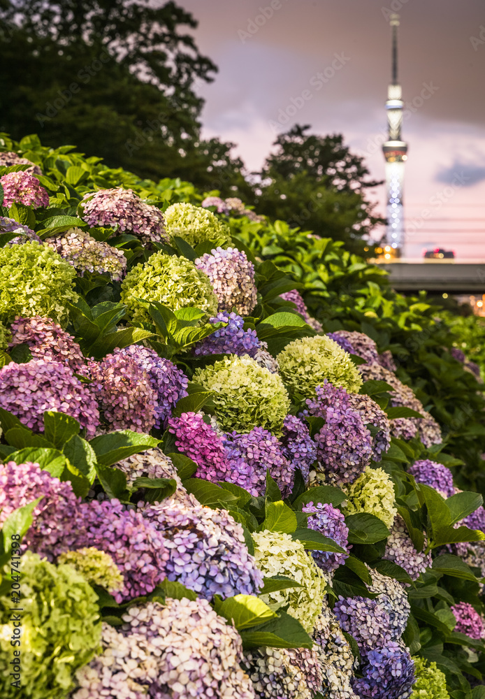 Tokyo Skytree and Hydrangea flower in summer season