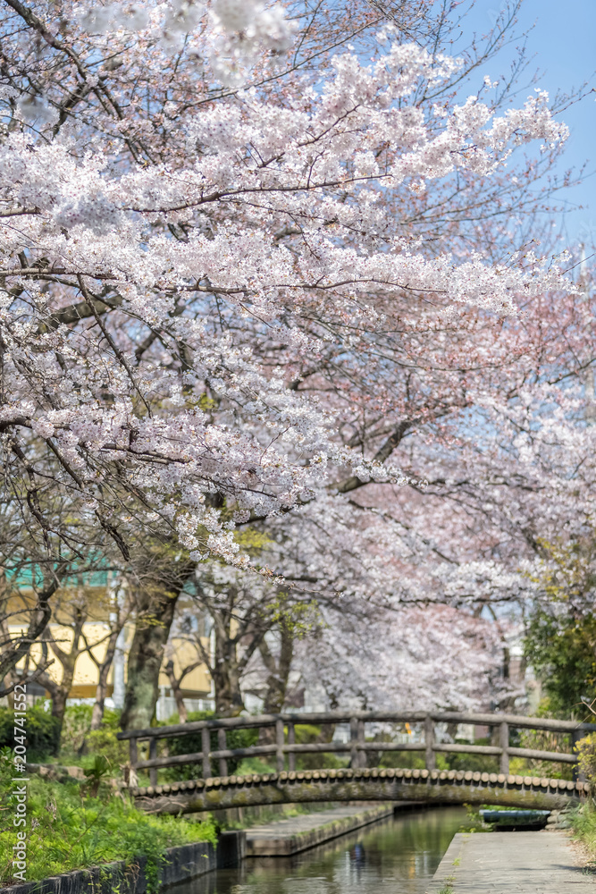 日本樱花与小运河在春天的季节