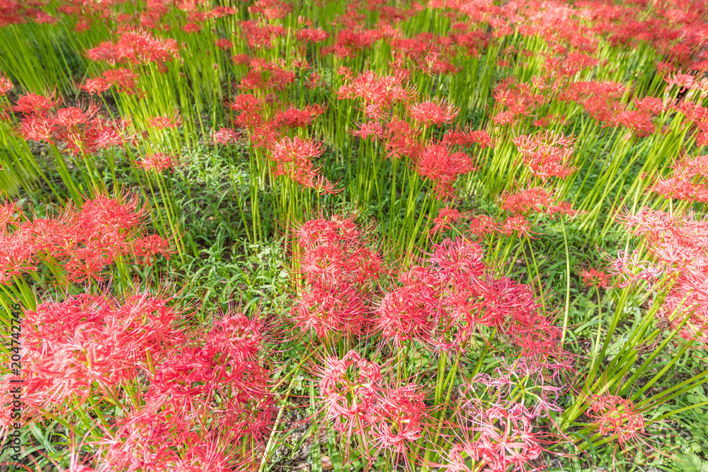 Close - up Red spider lily in autumn