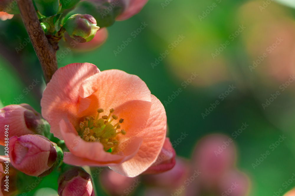 日本木瓜的红花。开花的毛茛木瓜