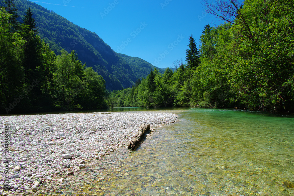  forest and river