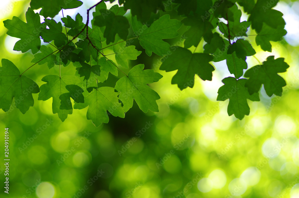 Green leaves background