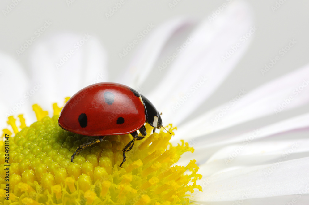 Ladybug on a flower