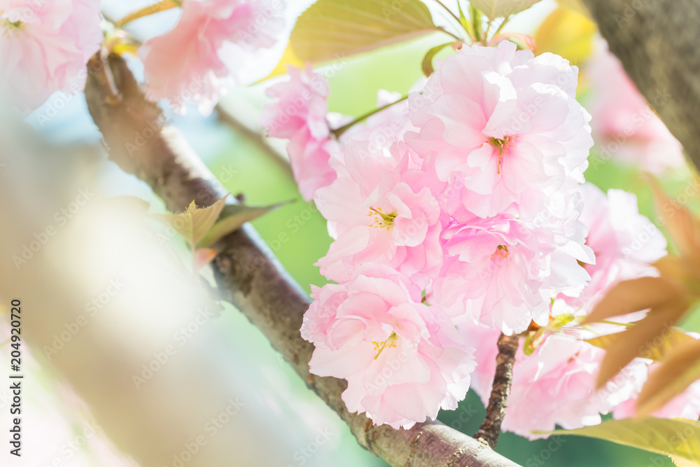 満開の八重桜