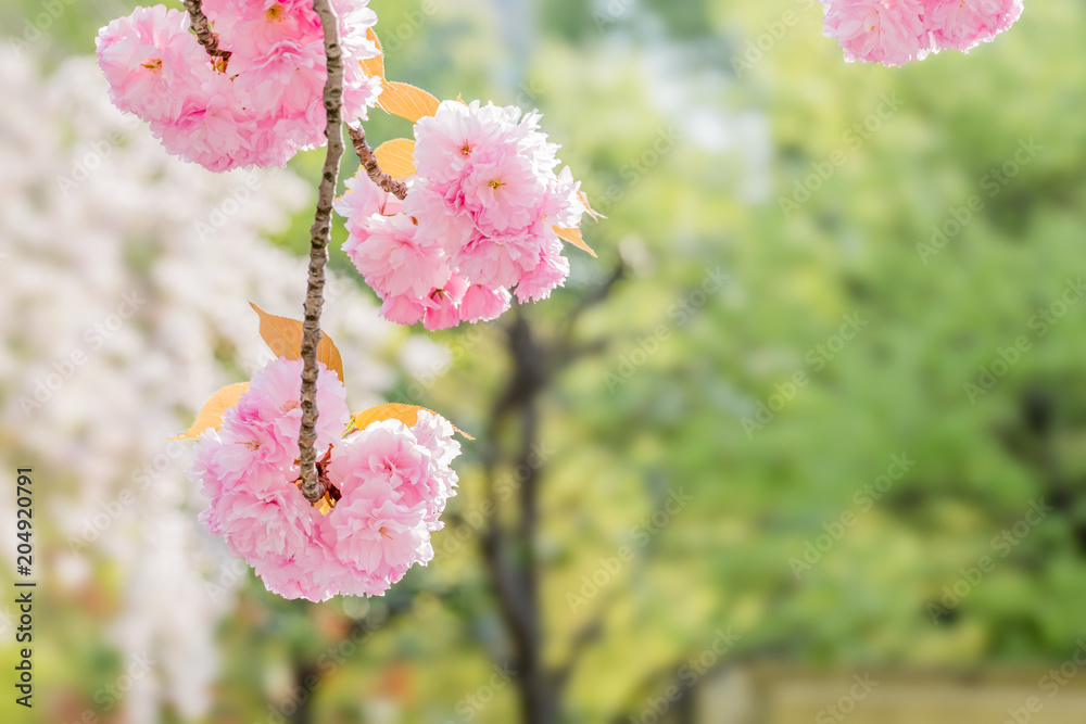 満開の八重桜