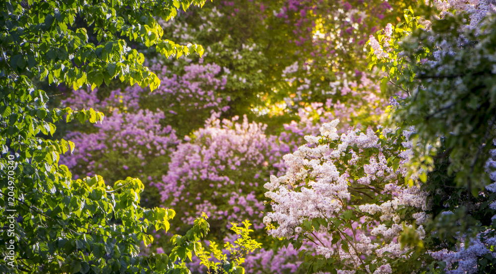 粉红色，紫色，丁香科，特写，花朵纹理，背景