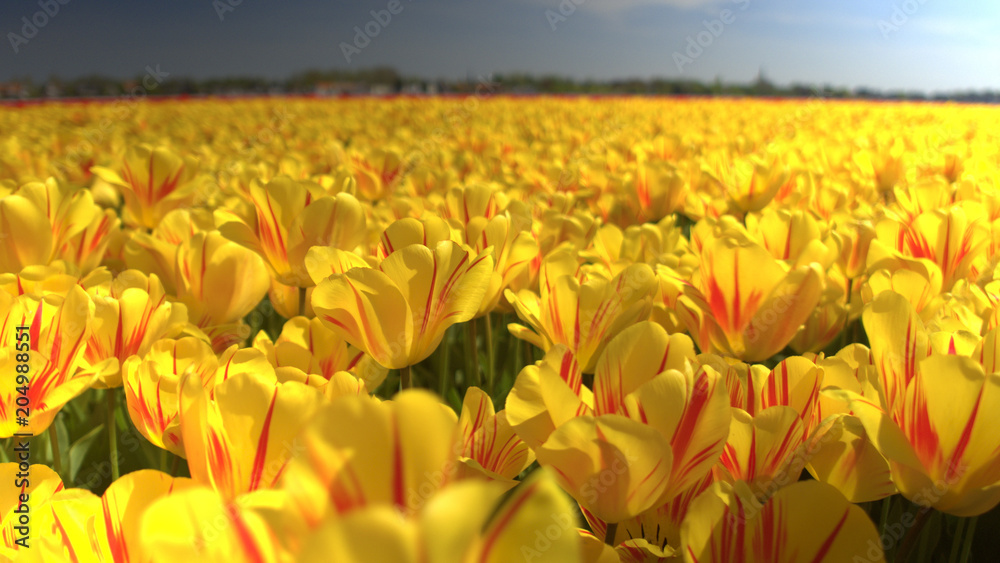 CLOSE UP: Endless field of stunning yellow tulips dancing in soft spring wind